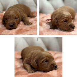 Girl 5 Selection - Red  female Goldendoodle puppy in Pleasant Hill, Iowa from Harvest Creek