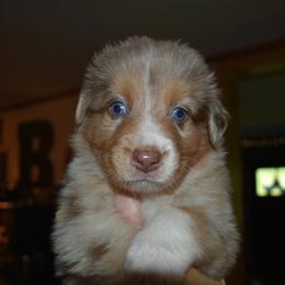 Russet - Red merle male Australian Shepherd puppy in Altmar, New York from E&C Australian Shepherds