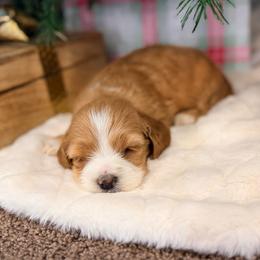 Ginger - Red and white female Cockapoo puppy in Preston, Idaho from Rocking JH Pup Co