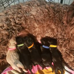 Goldendoodle Puppies from Baby Bell Doodles