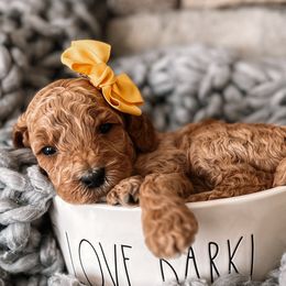 Lily - Apricot Goldendoodle puppy in Corona, California from West Coast Goldendoodles