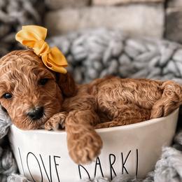 Lily - Apricot Goldendoodle puppy in Corona, California from West Coast Goldendoodles