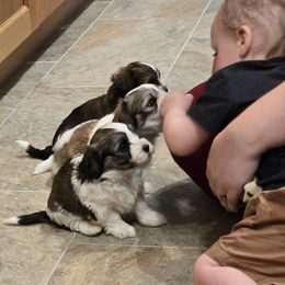 Havanese Puppies from GoldDust Havanse