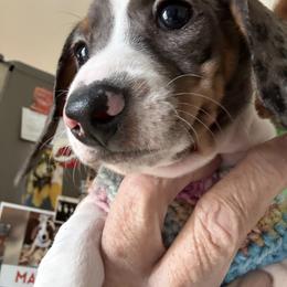 Dachshund Puppies from Cains River Valley Dachshunds