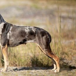 Catahoula Leopard Dogs from Cimerron Kennels