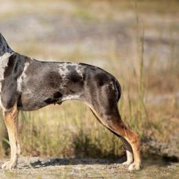 Catahoula Leopard Dogs from Cimerron Kennels