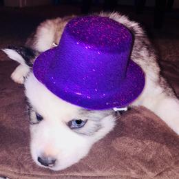 Siberian Husky Puppies from Lobban Huskies