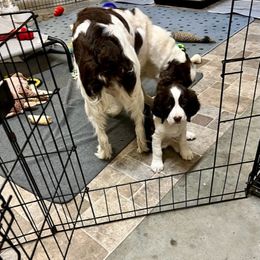English Springer Spaniel Puppies from Burton English Springer Spaniels