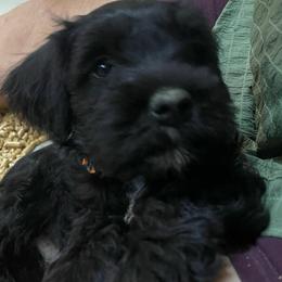 Jason - Black male Miniature Schnauzer puppy in San Bernardino, California from Rose Lane Schnauzers