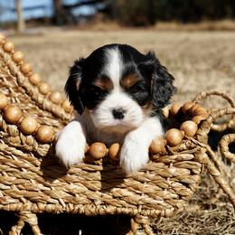Fauna - Tri-color female Cavalier King Charles Spaniel puppy in Lula, Georgia from Cavaliers by Crumley