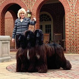 Afghan Hound All Grown Up from Singh Afghan Hounds