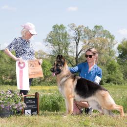 Belle - German Shepherd