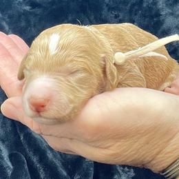 White Male - Apricot male Goldendoodle puppy in Great Falls, Montana from Montana Goldendoodles