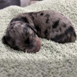 Girl 2 - Dapple female Dachshund puppy in Lake City, Florida from Darling and Adored Kennels