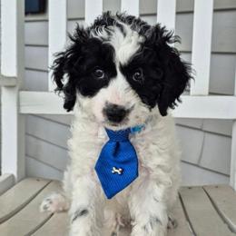 DOMINO - Parti male Labradoodle puppy in Sussex, Wisconsin from Dancing Doodles
