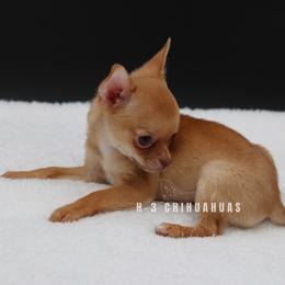 Grant (tiny) - Chocolate sabled fawn male Chihuahua puppy in Tulsa, Oklahoma from H-3 Chihuahuas