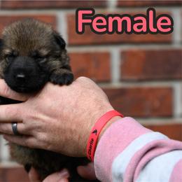 Pinky - Sable female German Shepherd puppy in Murrayville, Georgia from Vom Clark’s German Shepherds