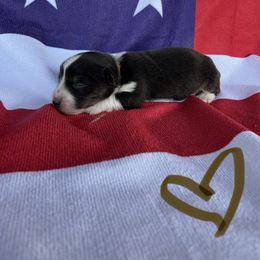 Cardigan Welsh Corgi Puppies from Wild K Ranch