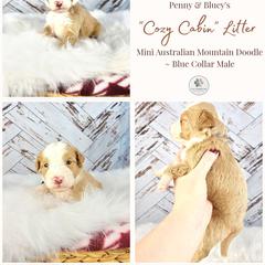 Cedar - male Australian Mountain Doodle puppy in Grand Rapids, Michigan from The Kindred K9