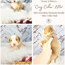 Cedar - male Australian Mountain Doodle puppy in Grand Rapids, Michigan from The Kindred K9