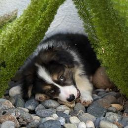 Stitch - Black and tan male Pembroke Welsh Corgi puppy in Vacaville, California from Hope_4thebay_Corgis