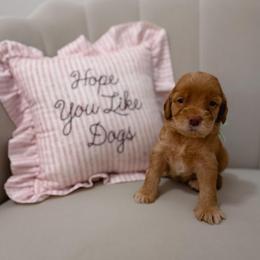 Churchill - Red  male Goldendoodle puppy in Fleming Island, Florida from Island Doodles