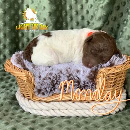 Poodle Puppies from Light of Day Kennels
