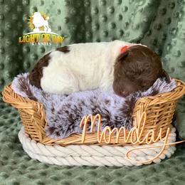 Poodle Puppies from Light of Day Kennels