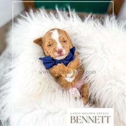 Bennett - Red  male Goldendoodle puppy in Cedar City, Utah from Cedar Doodles- Home of the Teddybear Goldendoodle