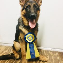 German Shepherd Puppies from Finca Vom Chaveco