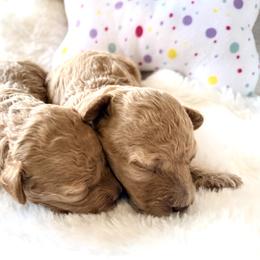 Poodle Puppies from Pet Guardian Smart Kennels, LLC
