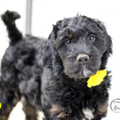 Ember - Black white and tan female Springerdoodle puppy in Kendall, New York from Family Raised Doodles