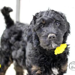 Ember - Black white and tan female Springerdoodle puppy in Kendall, New York from Family Raised Doodles