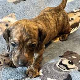 Nash - Brindle male Dachshund puppy in Massachusetts from Honey Bee Dachshunds