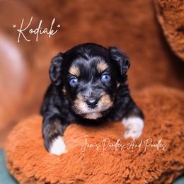 Kodiak - Black tri-color male Aussiedoodle puppy in Cleveland, Georgia from Jam's Doodles And Poodles