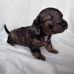 Dachshund Puppies from A Anchor Farm