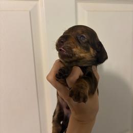 Reese - Chocolate and tan male Dachshund puppy in Conroe, Texas from R&M Dachshunds
