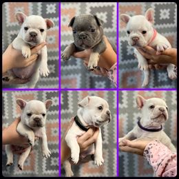 French Bulldog Puppies from Phillips Family Frenchies
