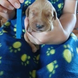 Dark Blue - Dark golden male Golden Retriever puppy in Lanesboro, Minnesota from Eagle Ridge Golden Retrievers