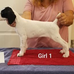 Girl 1 - German Shorthaired Pointer puppy from Kiroden German Shorthaired Pointers