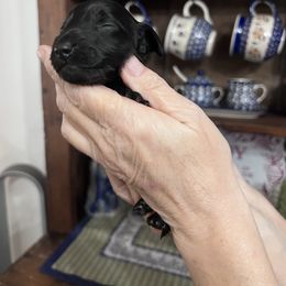 Girl 1 - Black female Dachshund puppy in Gouverneur, New York from Dack Dachshunds