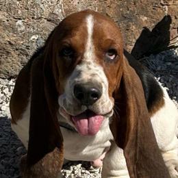 Otis - Basset Hound