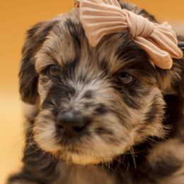 Aussiedoodles, Bernedoodles, and Goldendoodles from Super Doodle Cute PNW