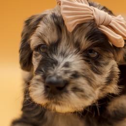 Aussiedoodles, Bernedoodles, and Goldendoodles from Super Doodle Cute PNW