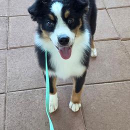 Sierra - Black tri female Miniature American Shepherd puppy in Shreveport   Bossier, Louisiana from Jem Miniature American Shepherds