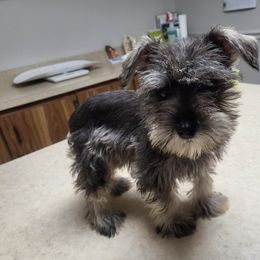 Labradoodle, Miniature Schnauzer, and Poodle Puppies from Orange Blossom Kennel