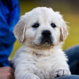 Golden Retriever puppies from Coconut Cream Goldens