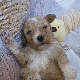 Cinderella - Buff and white female Cockapoo puppy in Bethlehem, Georgia from Darling Doodles