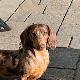Skye - Dachshund