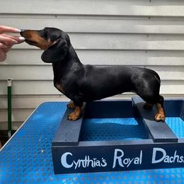 Pretzel - Dachshund